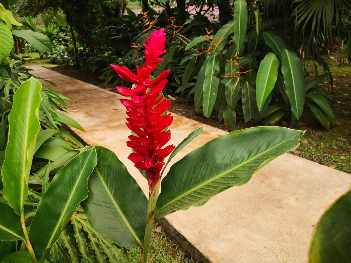 Hotel Catarata Río Celeste 3*
